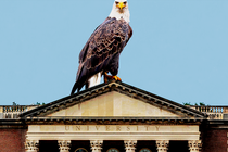 Eagle perched on top of university building