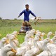 a farmer herds a waddling of ducks