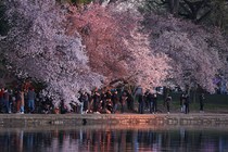 People take pictures among cherry blossoms beside a small reservoir.
