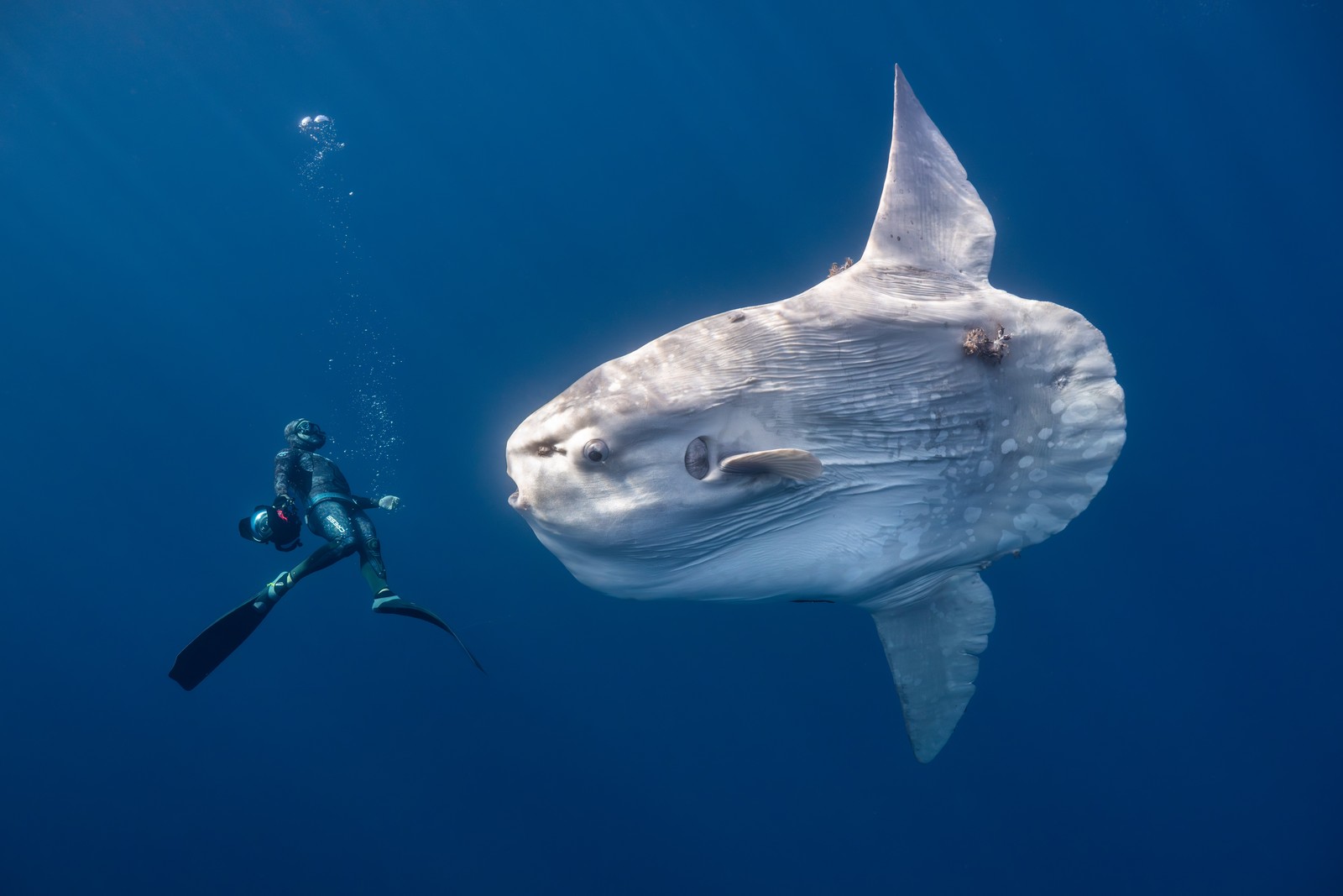 A diver swims near a huge sunfish.