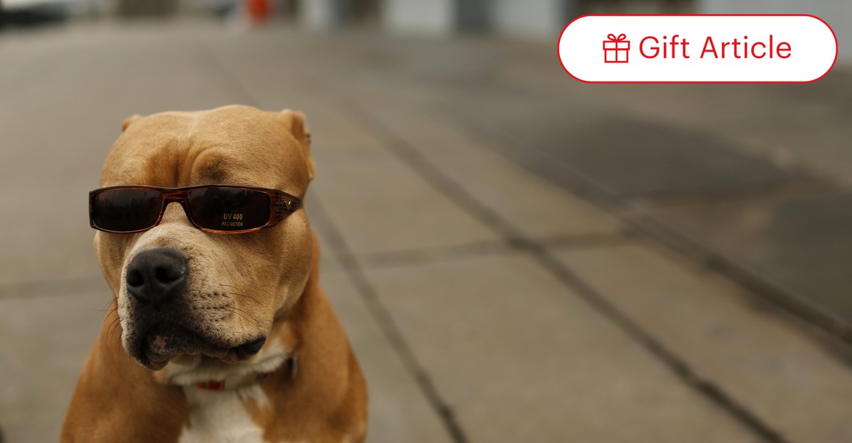 Chihuahua and pitbull breed online