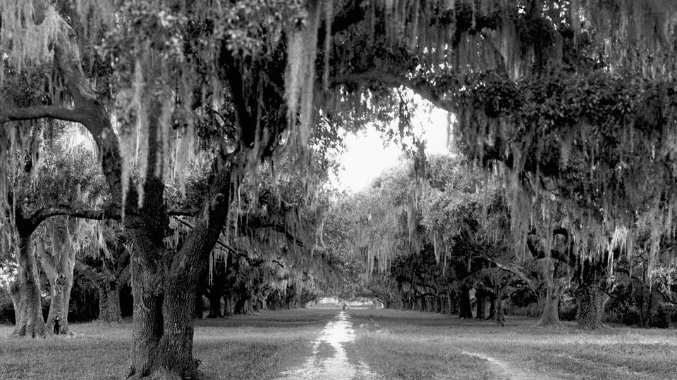 Spanish moss on live oaks