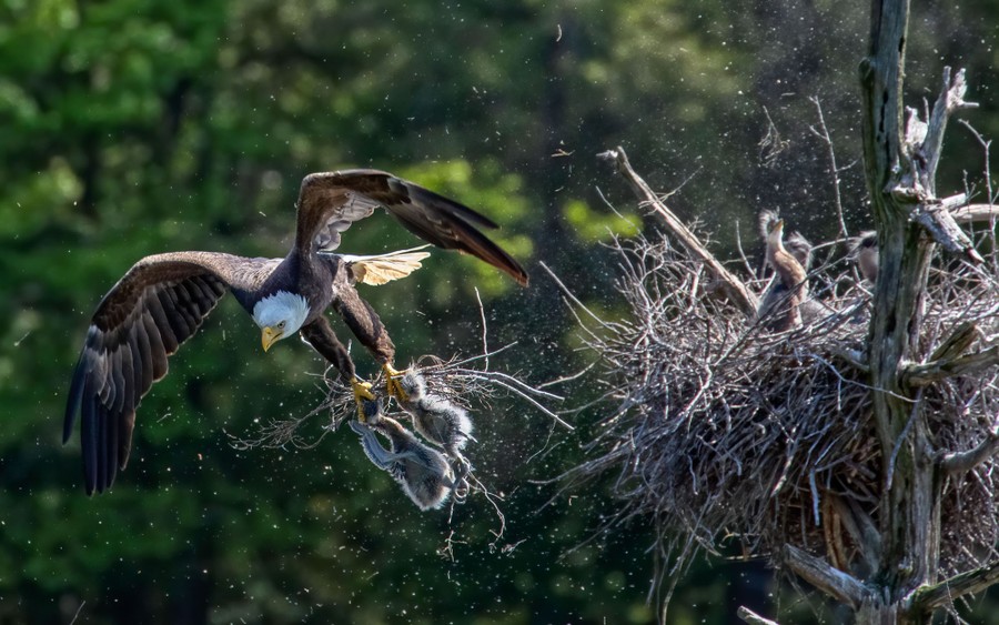 A bald eagle flies away from a large nest made of sticks, its wings outstretched. Two fuzzy great blue heron chicks dangle from its talons.