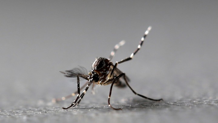 Genetically modified male Aedes aegypti mosquitoes.