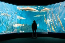 Photo of a girl looking into an aquarium tank