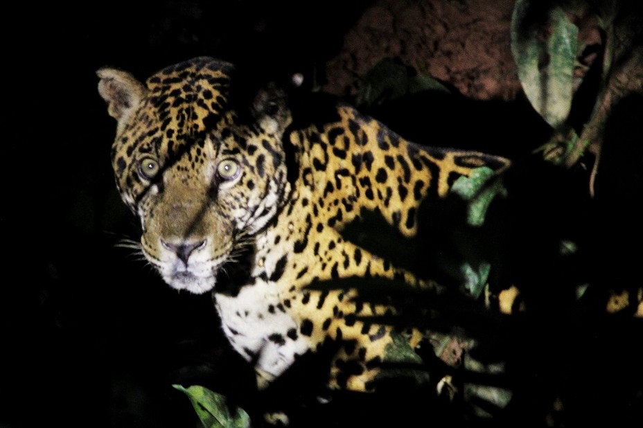 A photograph of a jaguar behind jungle plants at night