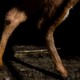 the two hind legs of a deer in the dark