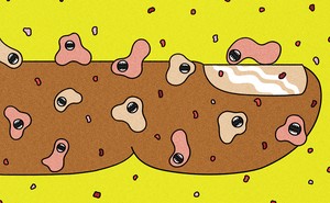 The Search For The World S Simplest Animal The Atlantic