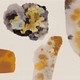 A collage of yellow, orange, and grey lichen images