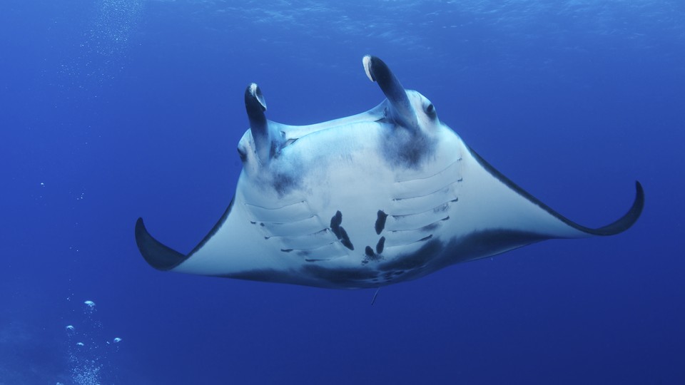A manta ray swimming in the Phoenix Islands Protected Area