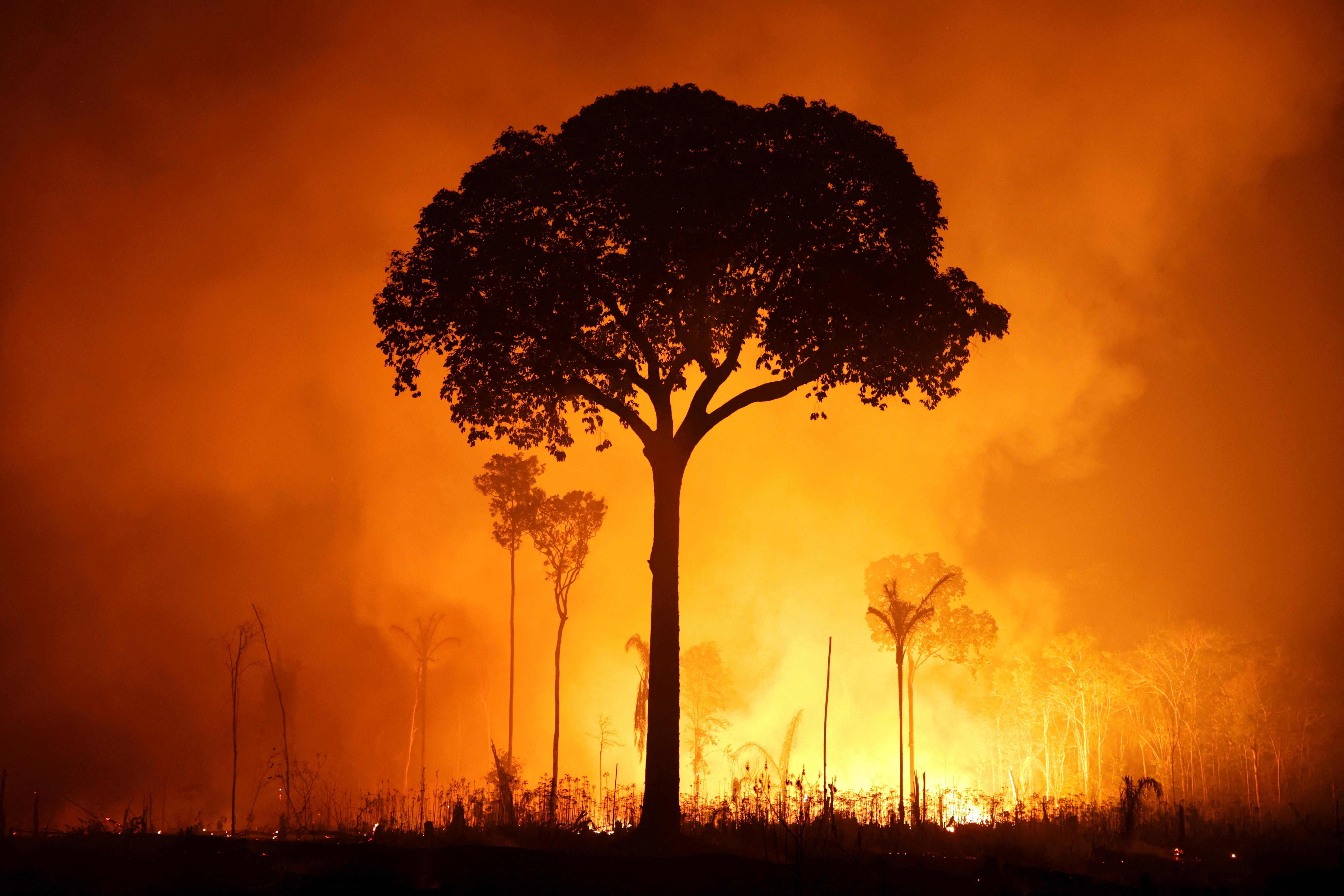A tall tree stands in silhouette against smoke illuminated by a wildfire.