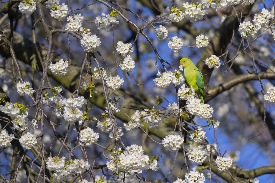 A parakeet holds a small flower in its beak, perched in a tree.