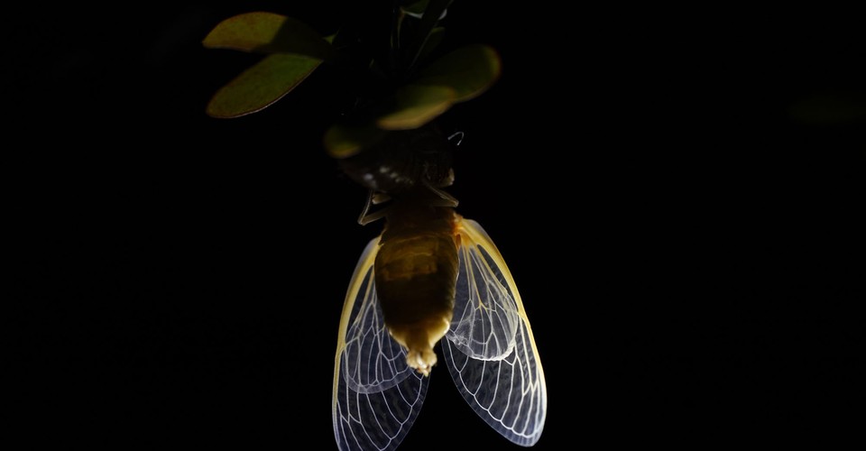 Photos: Cicada Summer Is Here The Atlantic