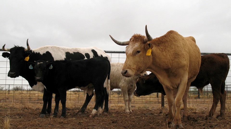 Criollo cows at a ranch