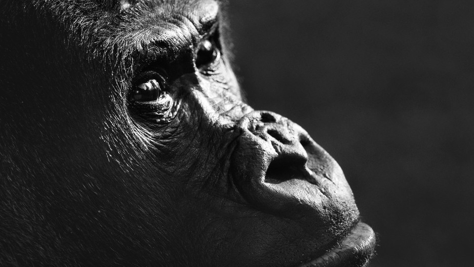 The face of an ape