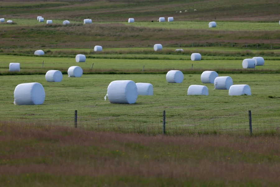 White plastic-wrapped bales of hay sit in an open field.