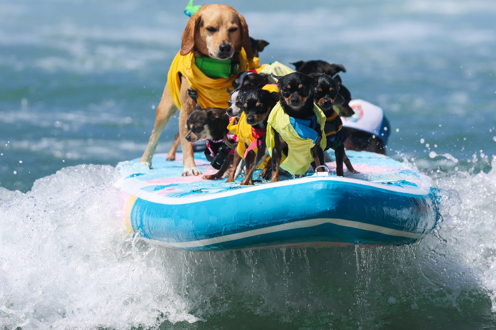 Several dogs ride on a surfboard.