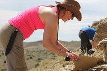 The stegosaur expert Susie Maidment studying a piece of sediment