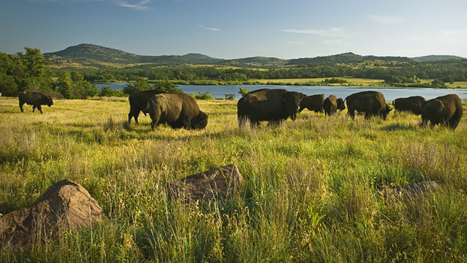 Bison grazing in a field