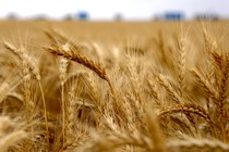 A field of wheat