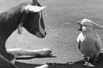 A goat and a cockatiel conversing with each other