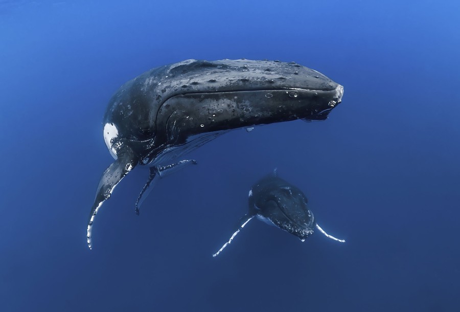 Two whales swim near the photographer.