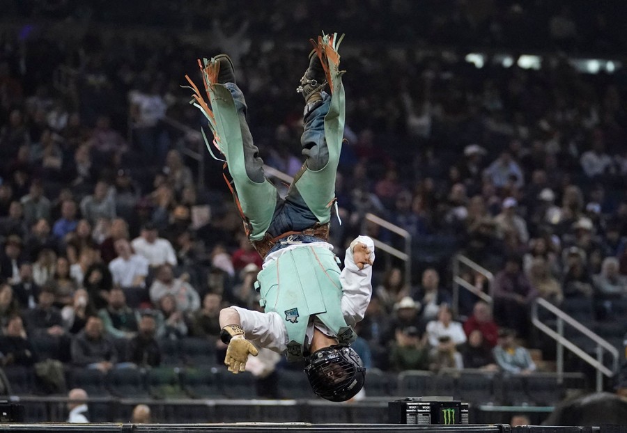 A bull rider is photographed upside down, in mid-air, after being thrown from a bull.