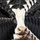 An image of a black-and-white cow's head superimposed over larger versions of itself