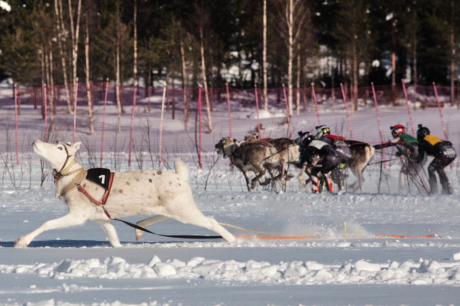 A single reindeer breaks away from others during a race event on a snow-covered frozen lake.