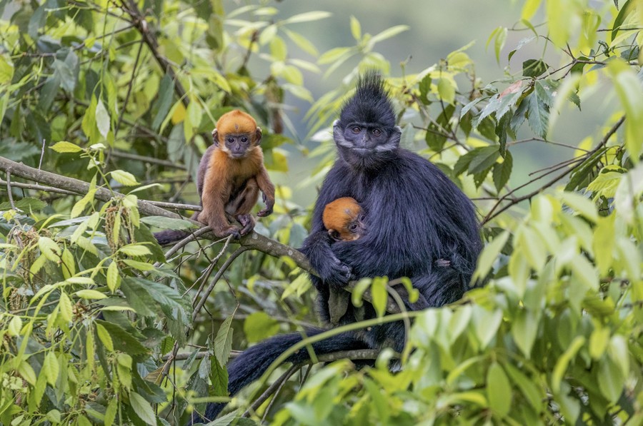 A mature monkey with two young sits high on a tree branch.