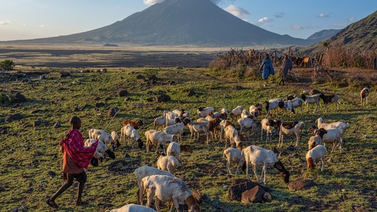 photo of boy in red shawl with goats and sheep on grass with large mountain in background