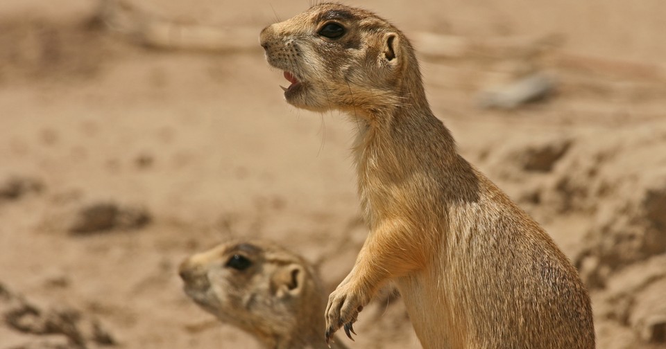 Adorable Prairie Dogs Brutally Kill Baby Ground Squirrels ...