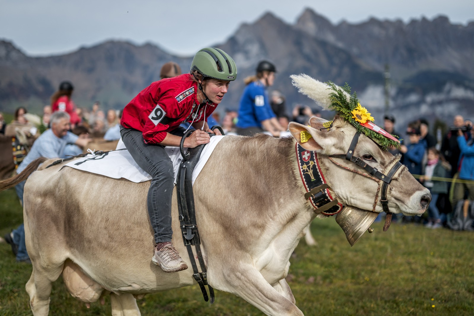 A woman rides a cow during a cow race.