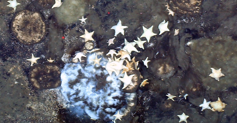 These Animals Are Feasting on the Ruins of an Extinct World