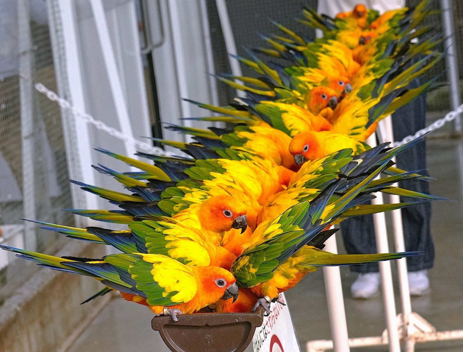 Dozens of colorful parakeets perch along a narrow food trough, feeding.
