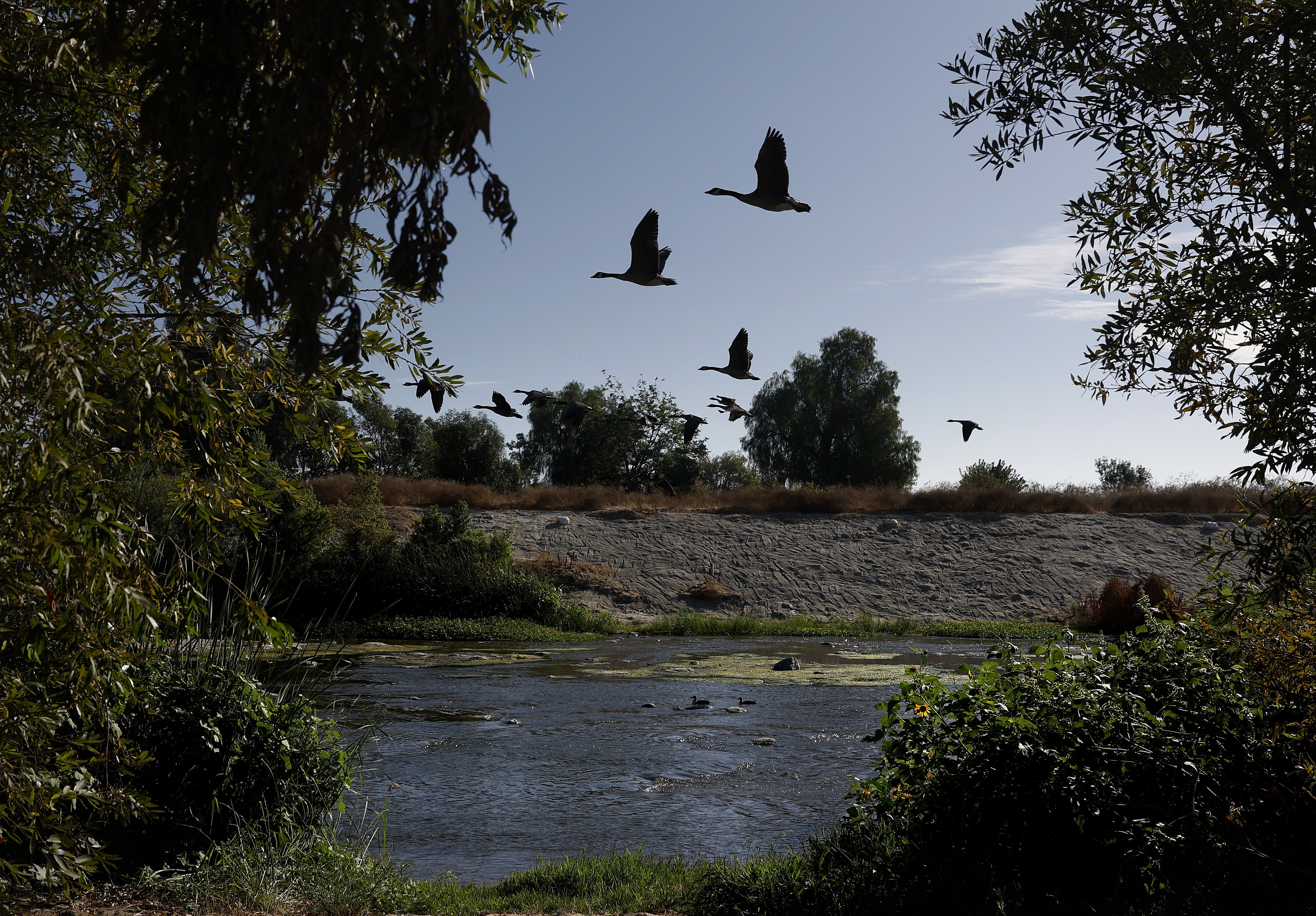A small flock of Canada geese fly over a river.