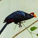 The Violet Turaco is a fruit-eating bird from West Africa with dark-blue and black feathers and an orange beak.