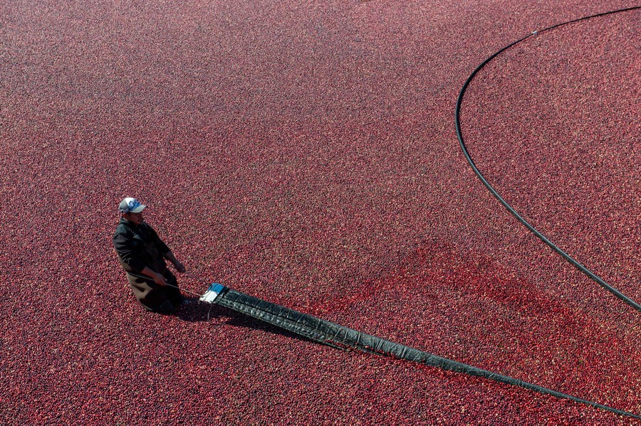 A person wearing waders stands thigh-deep in a bog full of floating cranberries, pulling on a long boom.