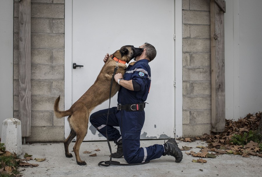 The Dogs Trained To Sniff Out Covid 19 The Atlantic