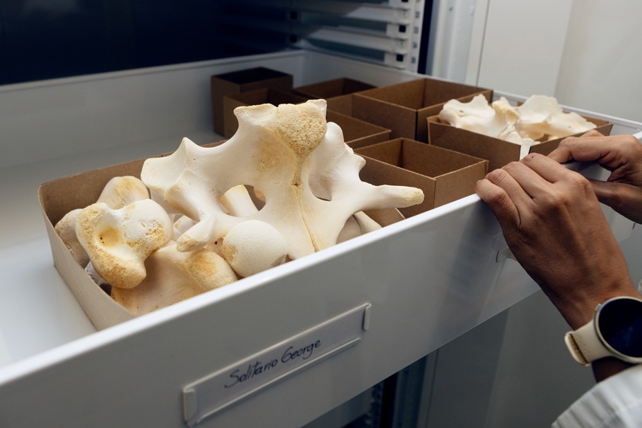 photo of person's hands opening drawer with handwritten label 'SOLITARIO GEORGE' containing large bleached-white bones