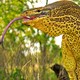 A yellow-spotted goanna with its tongue sticking out