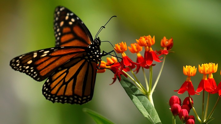 Readers Discuss Monarch-Butterfly Migration - The Atlantic