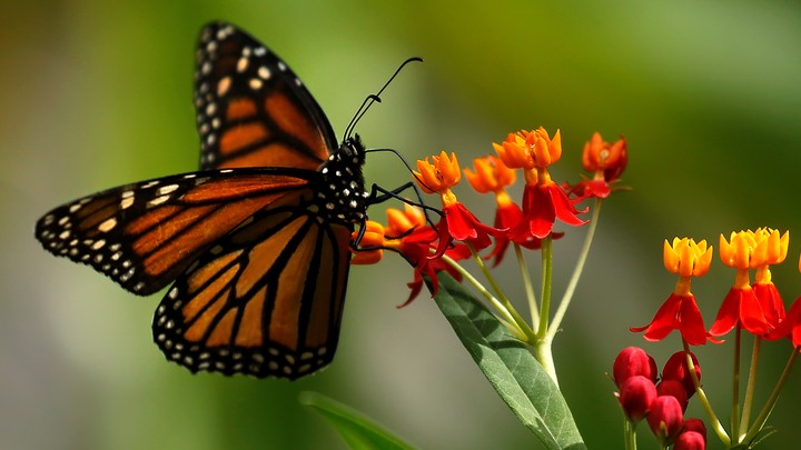 monarch butterfly letters