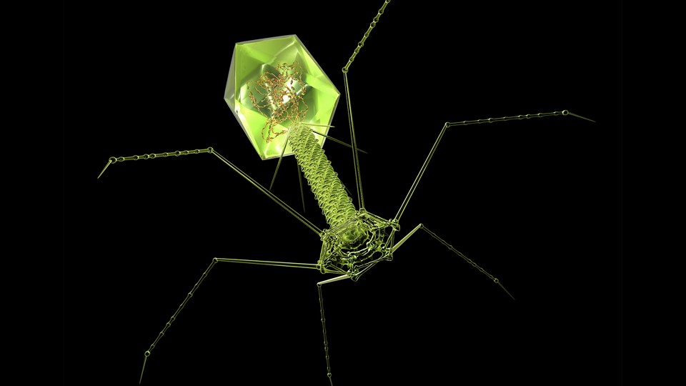 Artistic reconstruction of a phage