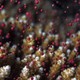 Coral release their eggs and sperm, in a wonder of synchrony.