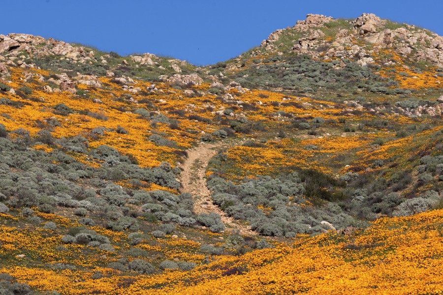 A hillside in California is covered in orange blooming poppies.