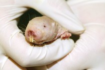 A naked mole rat