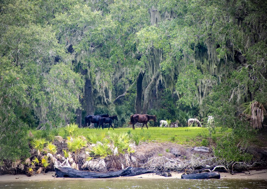 Images of the Peach State The Atlantic