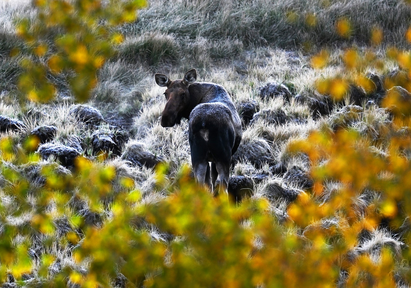 A moose grazes in a frost-covered field.