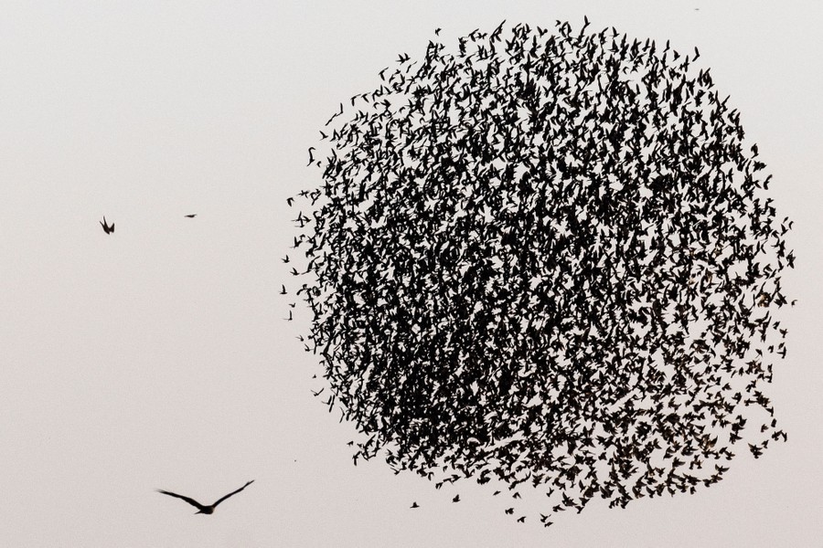 A murmuration of starlings flies, forming a circular shape in the sky.